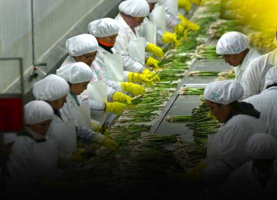 Agroexportaciones tiene impacto mínimo ante conflicto bélico