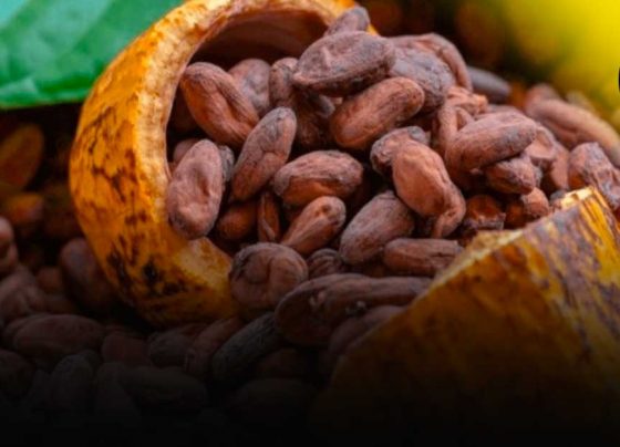Aumentan las exportaciones nacionales del cacao peruano